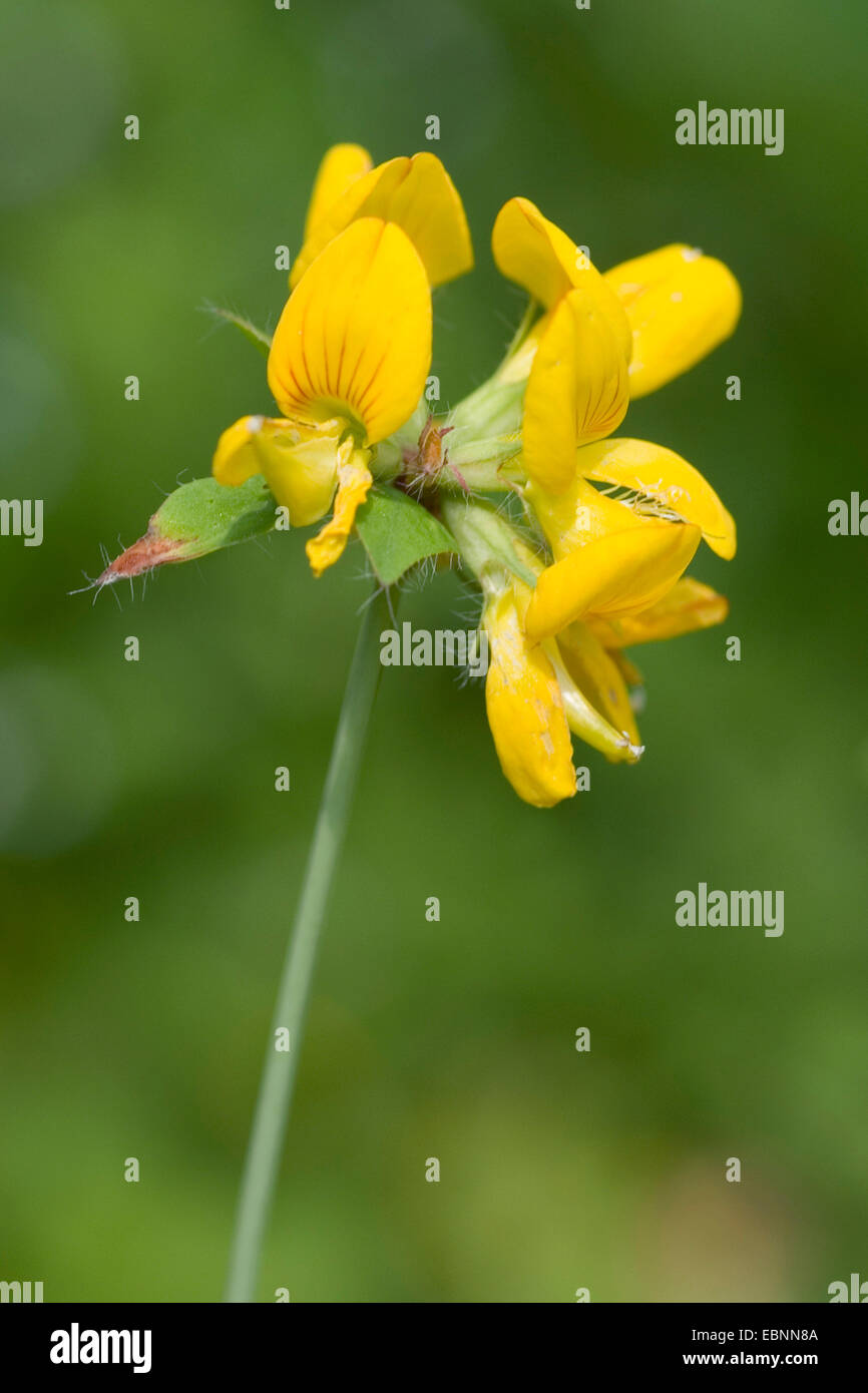 Greater Bird's-foot Trefoil (Lotus pedunculatus), inflorescence, Germany Stock Photo