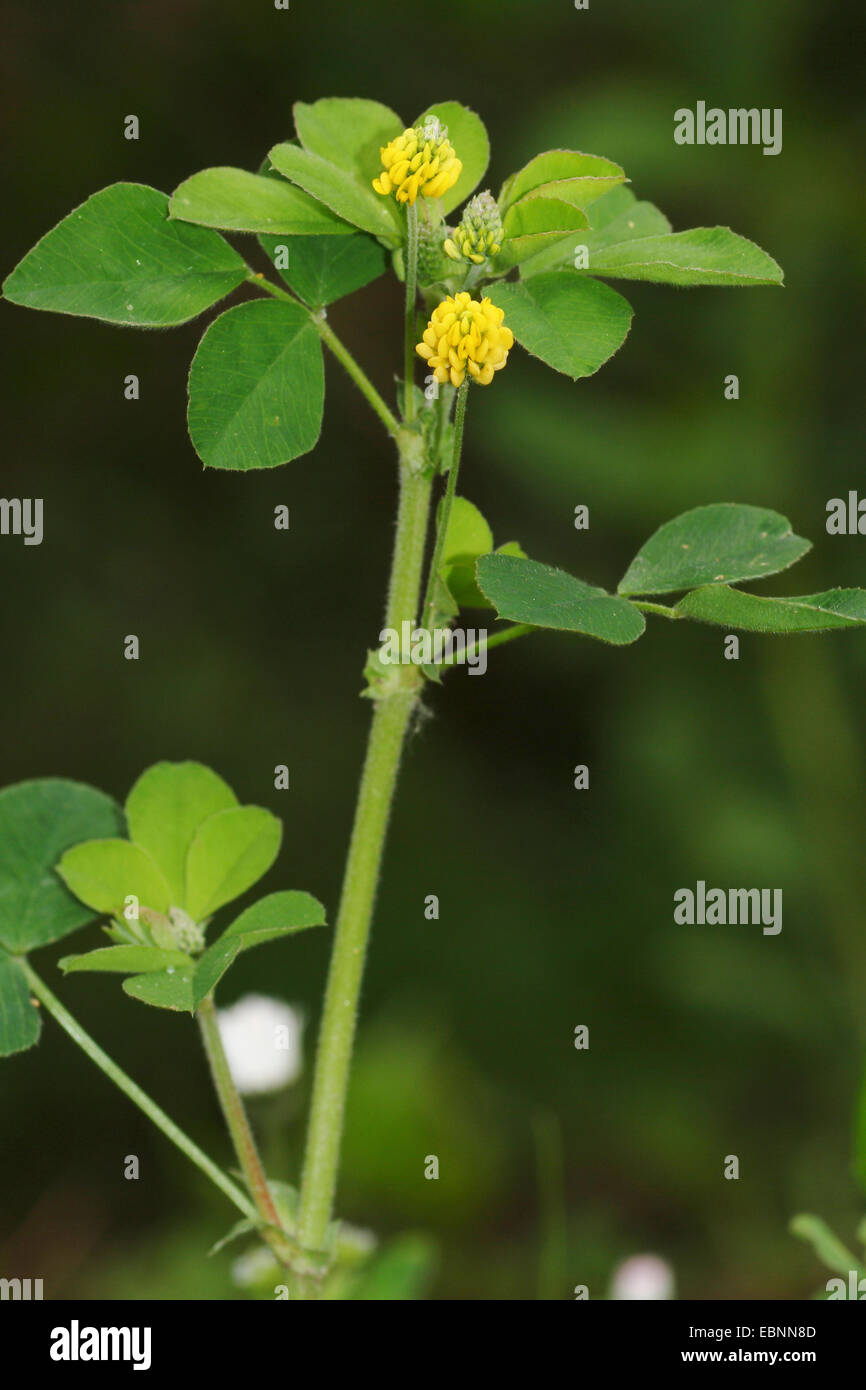 Black medick, Black trefoil, Hop clover, Yellow trefoil (Medicago lupulina), blooming, Germany Stock Photo