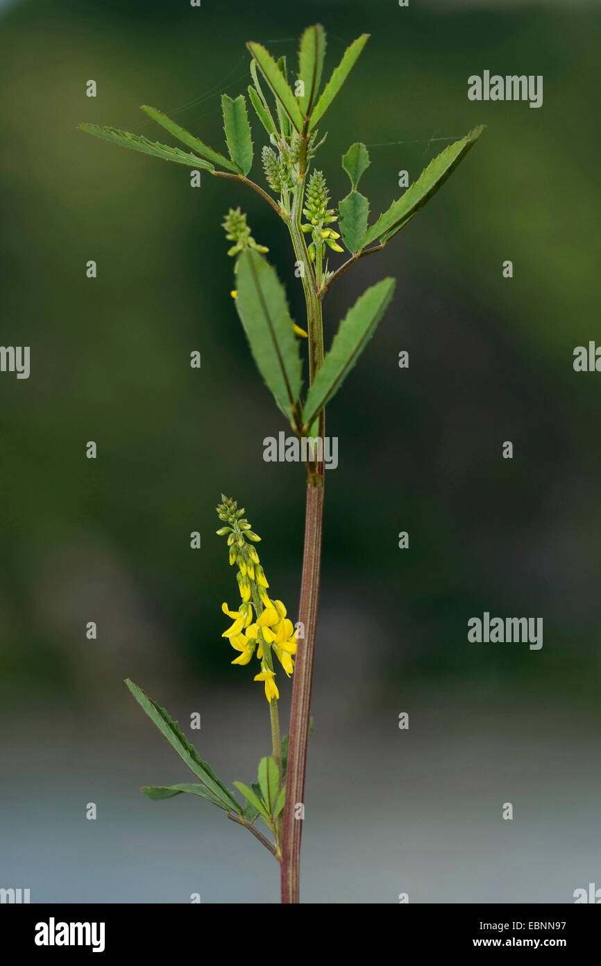 Tall melilot, Tall yellow sweetclover (Melilotus altissimus), inflorescence, Germany Stock Photo