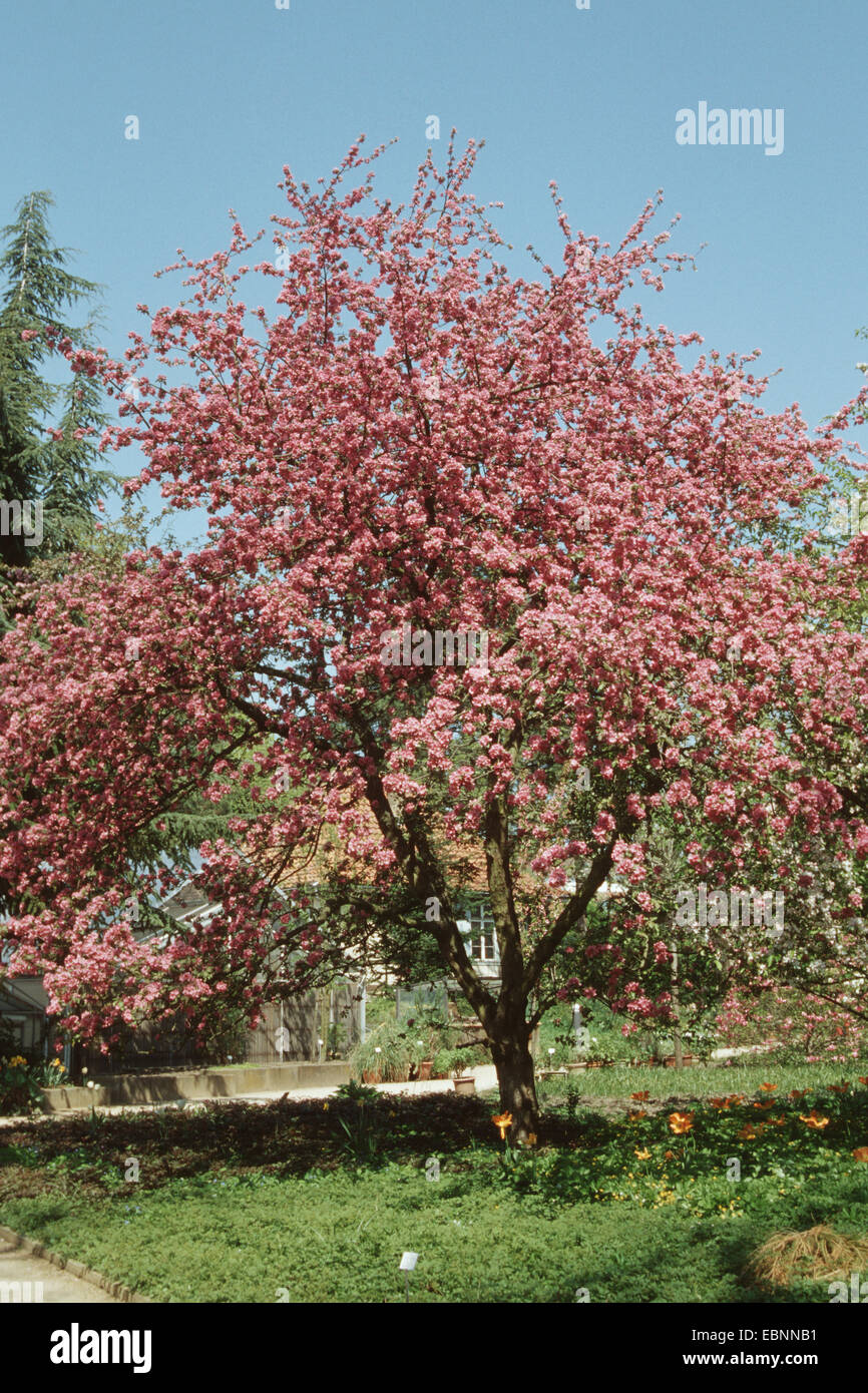 Malus niedzwetzkyana (Malus niedzwetzkyana, Malus pumila 'Niedzwetzkyana', Malus pumila Niedzwetzkyana), blooming single tree Stock Photo