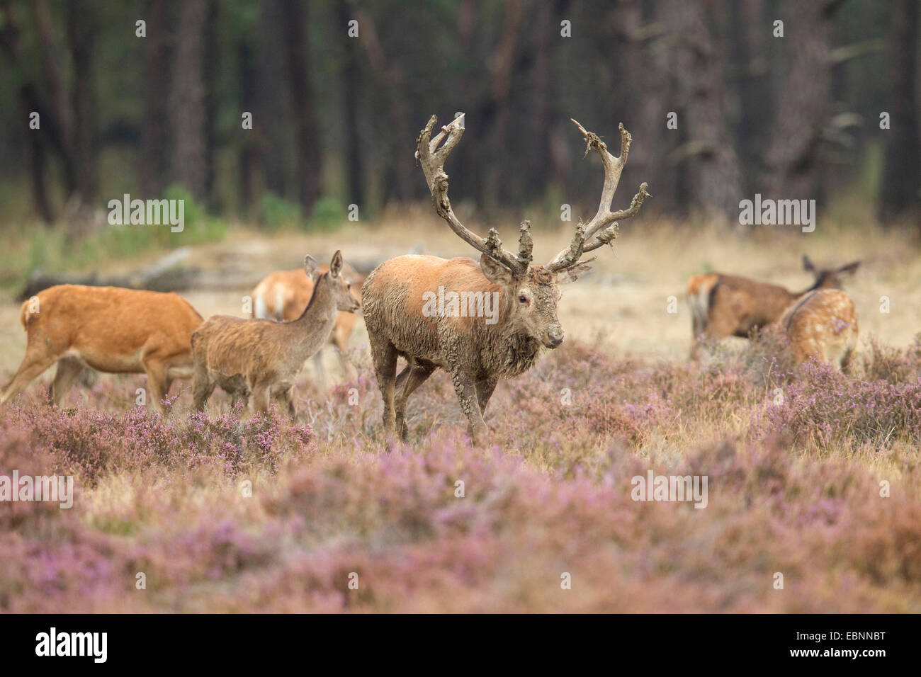 red deer (Cervus elaphus), dominant male and hinds on the rutting ground, Netherlands Stock Photo
