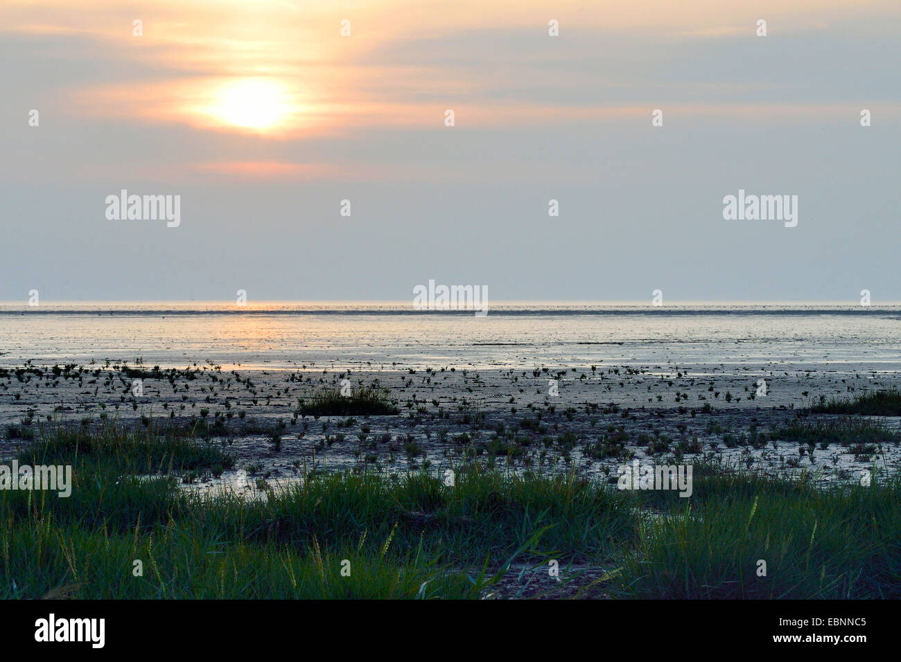 wadden sea at sunset, Germany, Lower Saxony, East Frisia, Pilsumer Watt Stock Photo