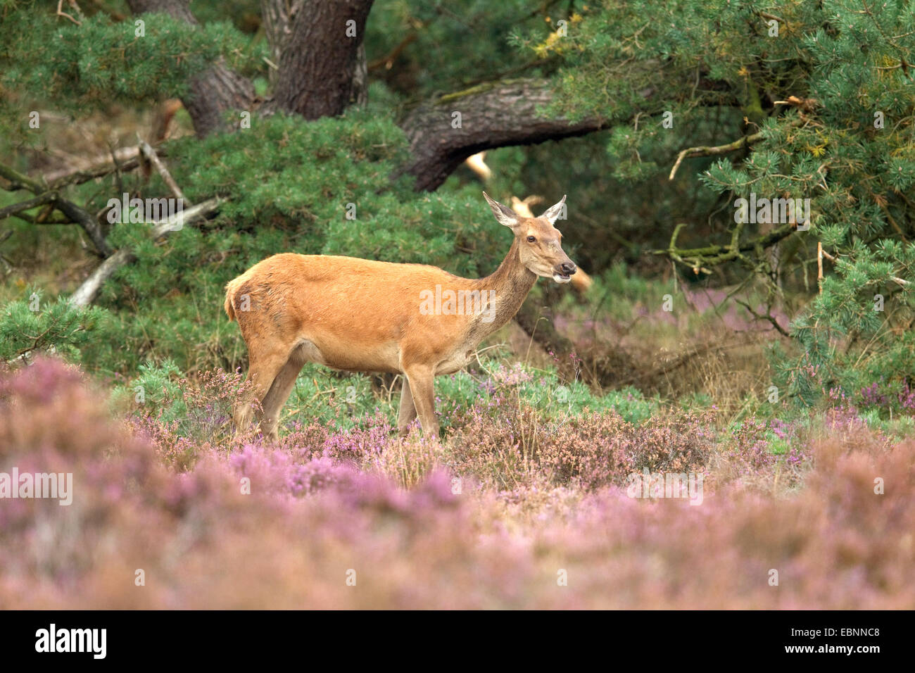 red deer (Cervus elaphus), browsing doe in blooming heath, Netherlands Stock Photo
