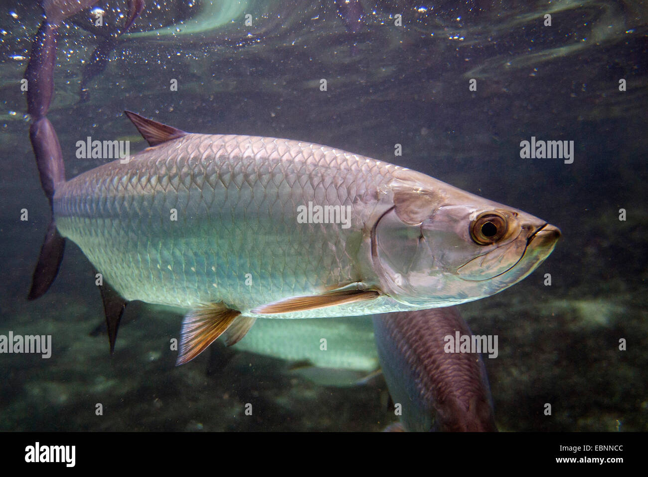 Atlantic tarpon 2024