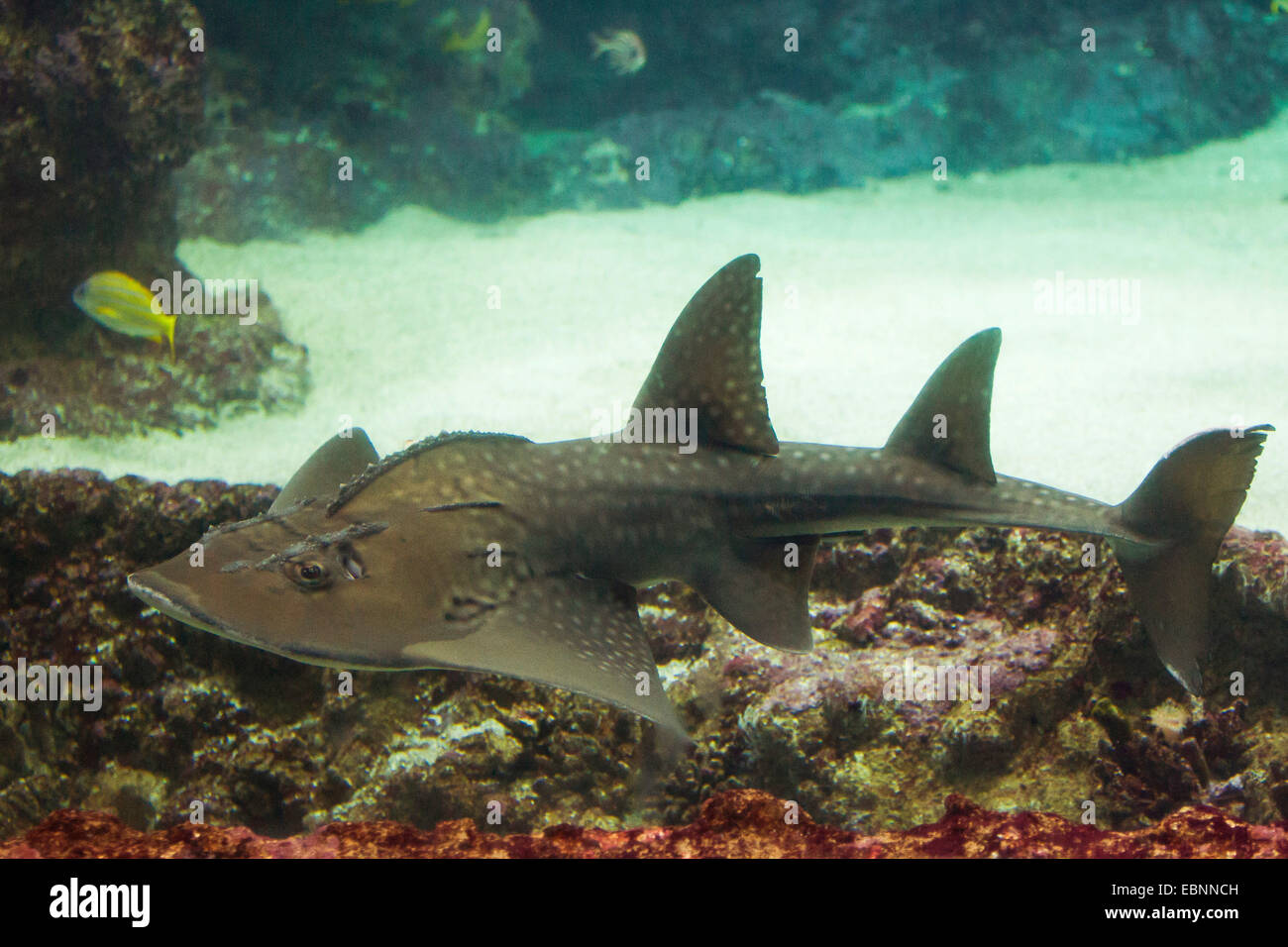 Bowmouth guitarfish (Rhina ancylostoma, Rhina ancylostomus, Rhina cyclostomus), swimming Stock Photo