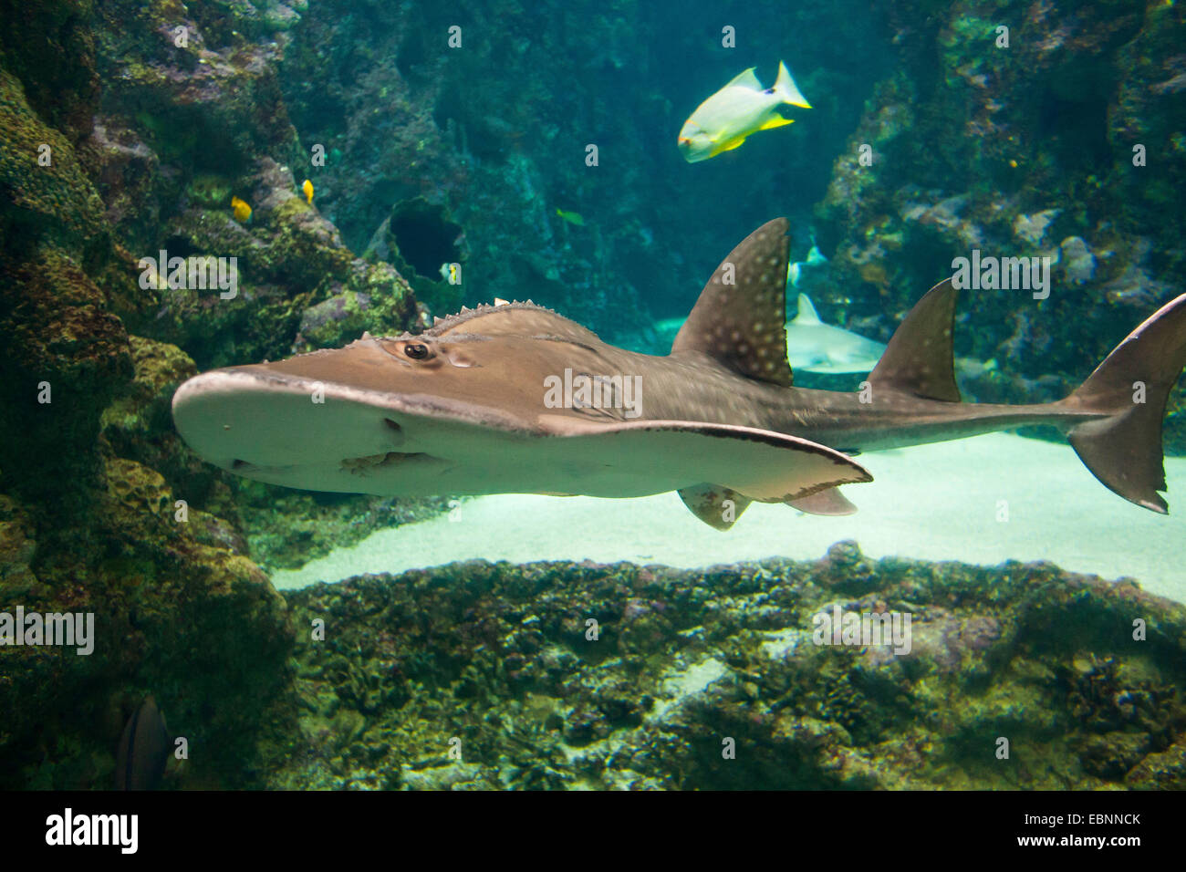 Bowmouth guitarfish (Rhina ancylostoma, Rhina ancylostomus, Rhina cyclostomus), swimming Stock Photo