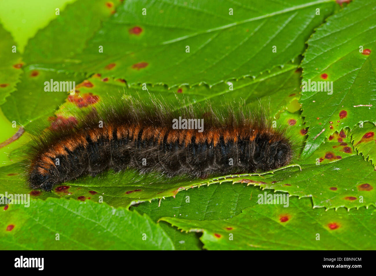 fox moth (Macrothylacia rubi), caterpillar, Germany Stock Photo
