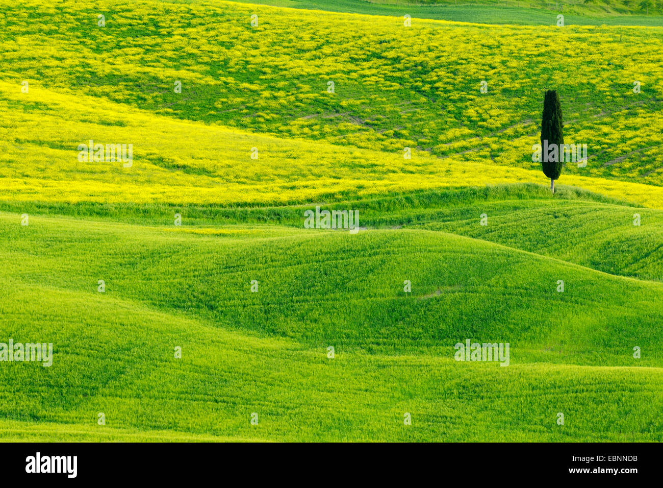 Italian cypress (Cupressus sempervirens), Green and Hilly Farmland with Cypress, Val d' Orcia, San Quirico d' Orcia, Italy, Tuscany Stock Photo