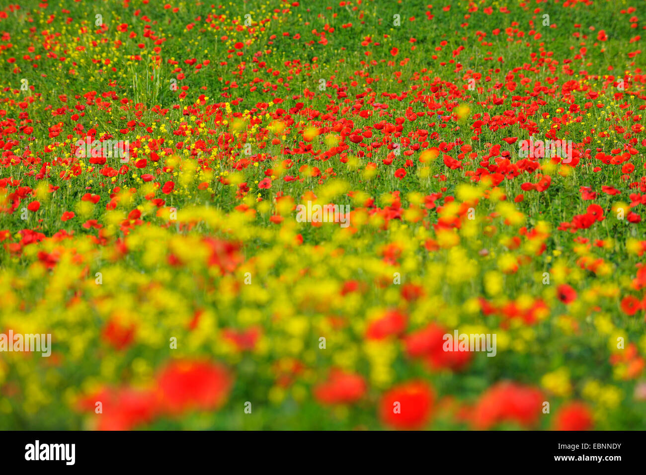Common poppy, Corn poppy, Red poppy (Papaver rhoeas), Poppies in Meadow, Spring, Val d' Orcia, San Quirico d' Orcia, Italy, Tuscany Stock Photo