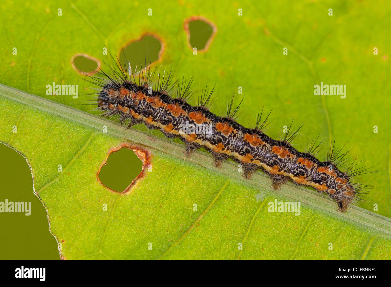 Reed Dagger (Simyra albovenosa, Arsilonche albovenosa), caterpillar on a leaf, Germany Stock Photo