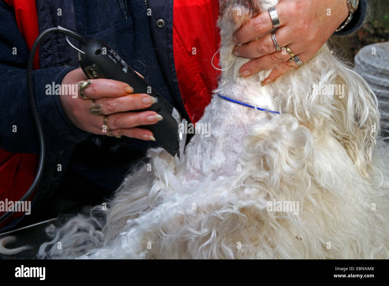 Tibetan Terrier (Canis lupus f. familiaris), is shorn by a dog groomer Stock Photo