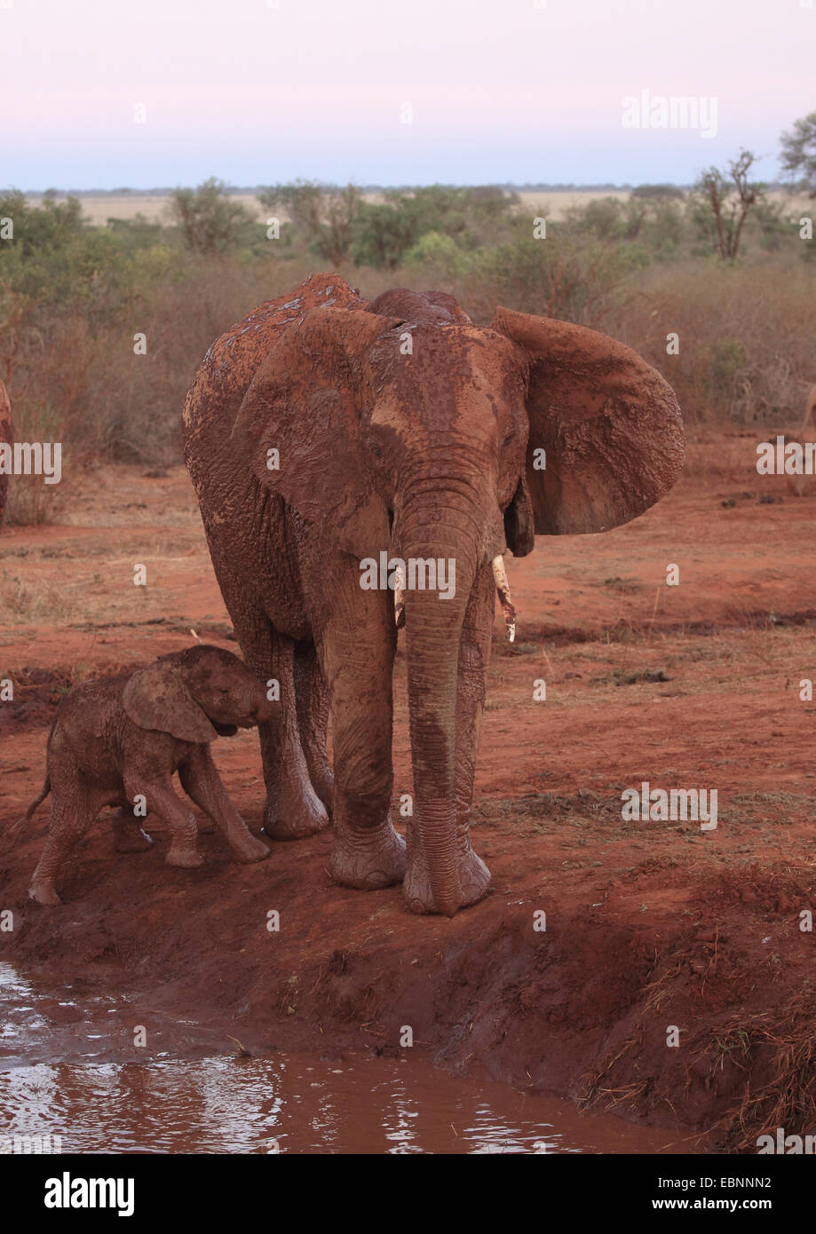 African elephant (Loxodonta africana), juvenile and adult at a water hole in ferrous red soil, Kenya, Tsavo East National Park Stock Photo