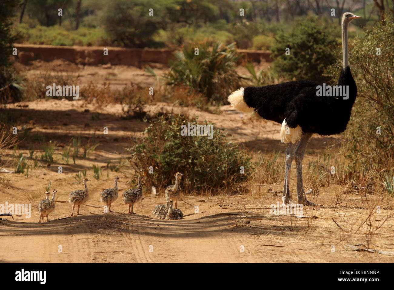 Somali Ostrich (Struthio camelus molybdophanes), male with chicks, Kenya, Samburu National Reserve Stock Photo