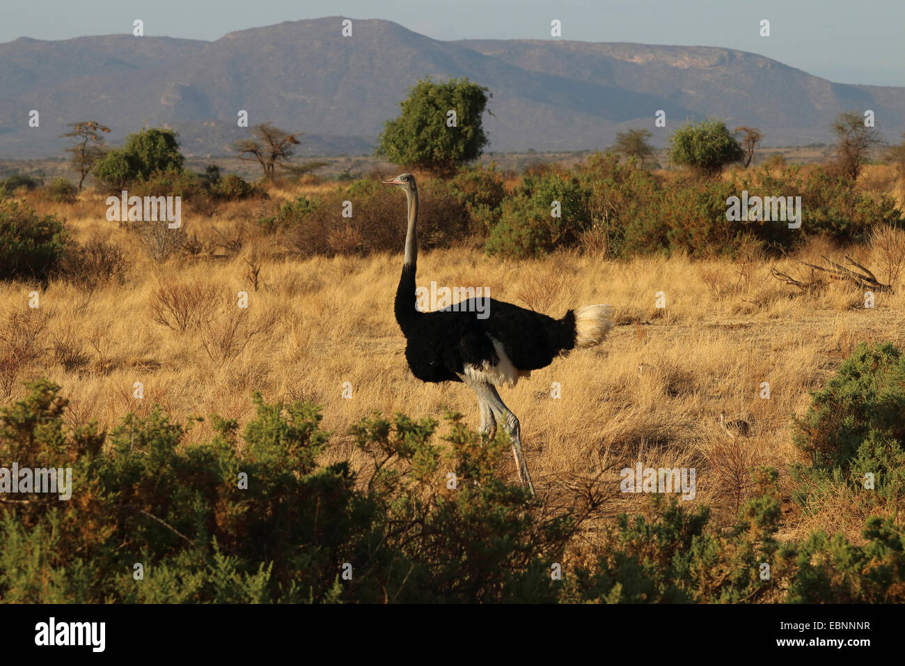 Somali Ostrich (Struthio camelus molybdophanes), in its habitat, Kenya, Samburu National Reserve Stock Photo