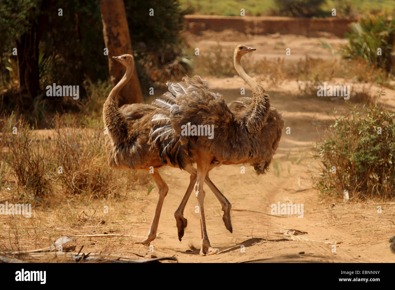 Somali Ostrich (Struthio camelus molybdophanes), two females, Kenya, Samburu National Reserve Stock Photo