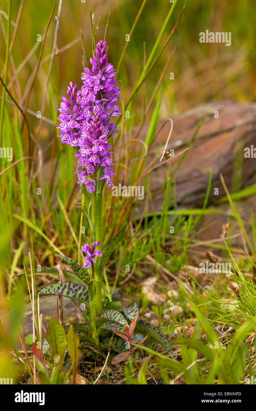 western marsh-orchid (Dactylorhiza majalis), blooming, Germany, Rhineland-Palatinate Stock Photo