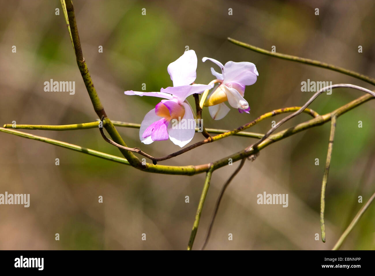 flower of a tropical orchid, India, Andaman Islands Stock Photo