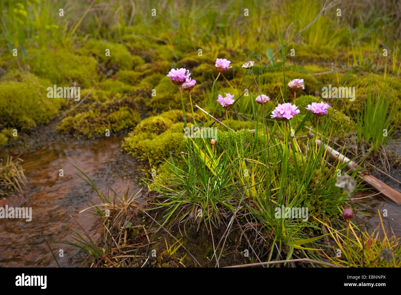 sea thrift, western thrift (Armeria maritima), blooming in a swamp, Germany, North Rhine-Westphalia Stock Photo