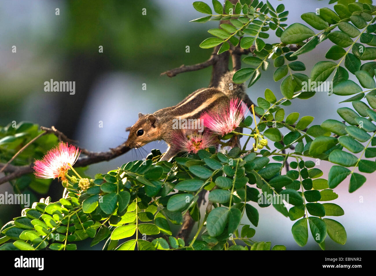 squirrel for sale in chennai