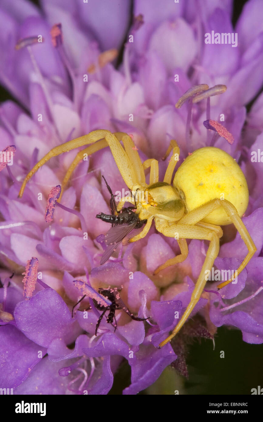 Yellow crab spider yellow flower hires stock photography and images