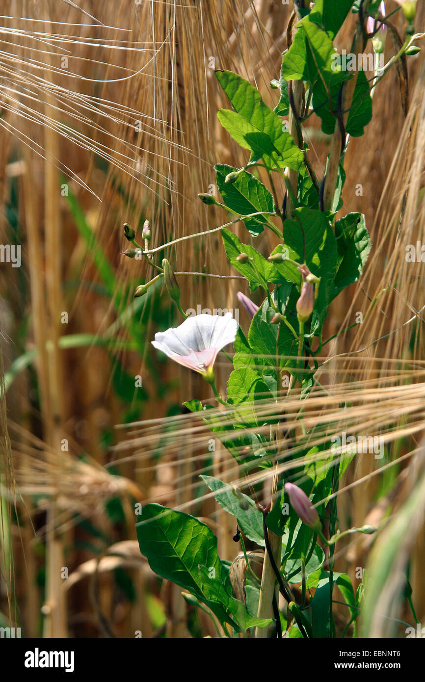 field bindweed, field morningglory, small bindweed (Convolvulus