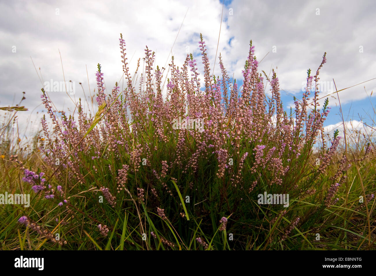 heather, ling (Calluna vulgaris), blooming, Germany Stock Photo