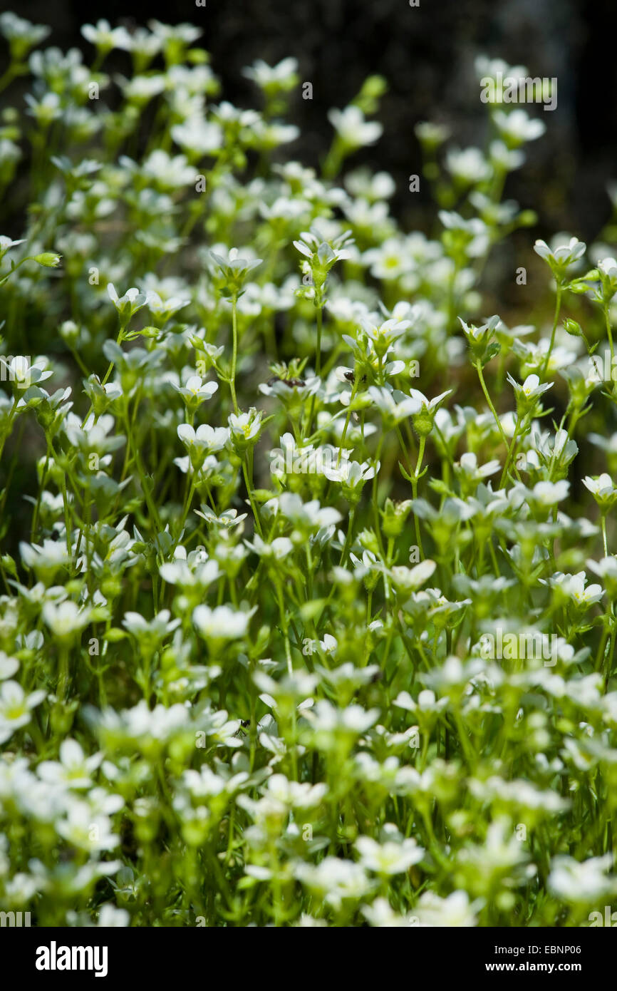 Slender saxifrage (Saxifraga tenella), blooming, Austria Stock Photo