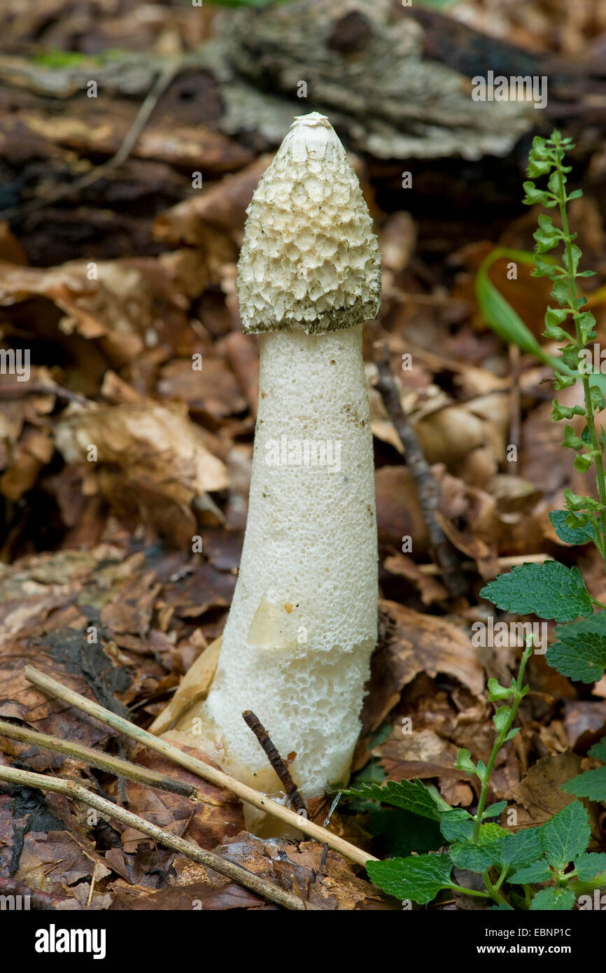 stinkhorn (Phallus impudicus), fruiting body on forest floor, Germany ...