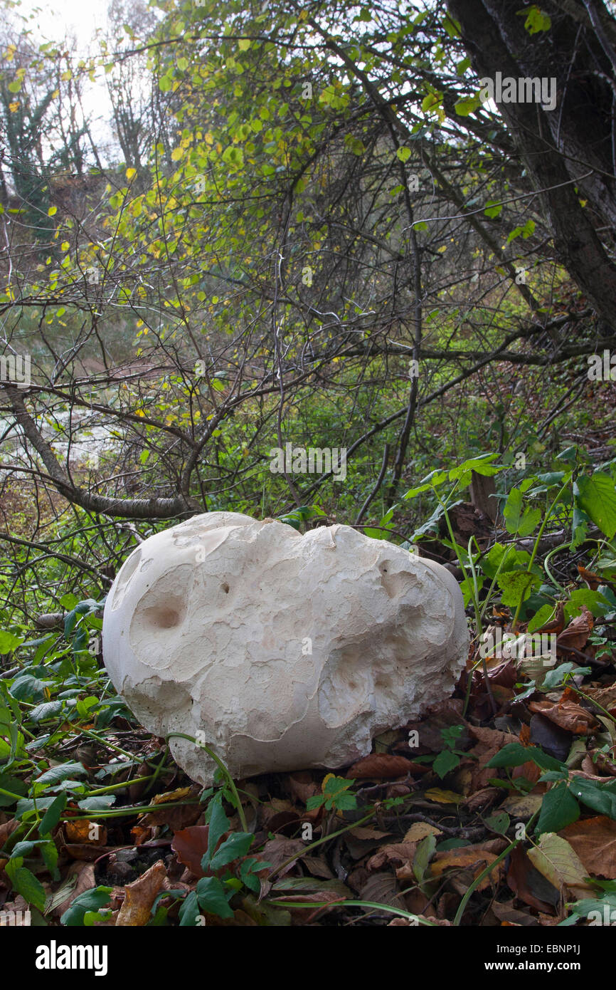 Giant puffball, Puffball mushroom (Calvatia gigantea, Langermannia gigantea, Lycoperdon gigantea, Clavatia maxima), fruiting body on forest floor, Germany Stock Photo