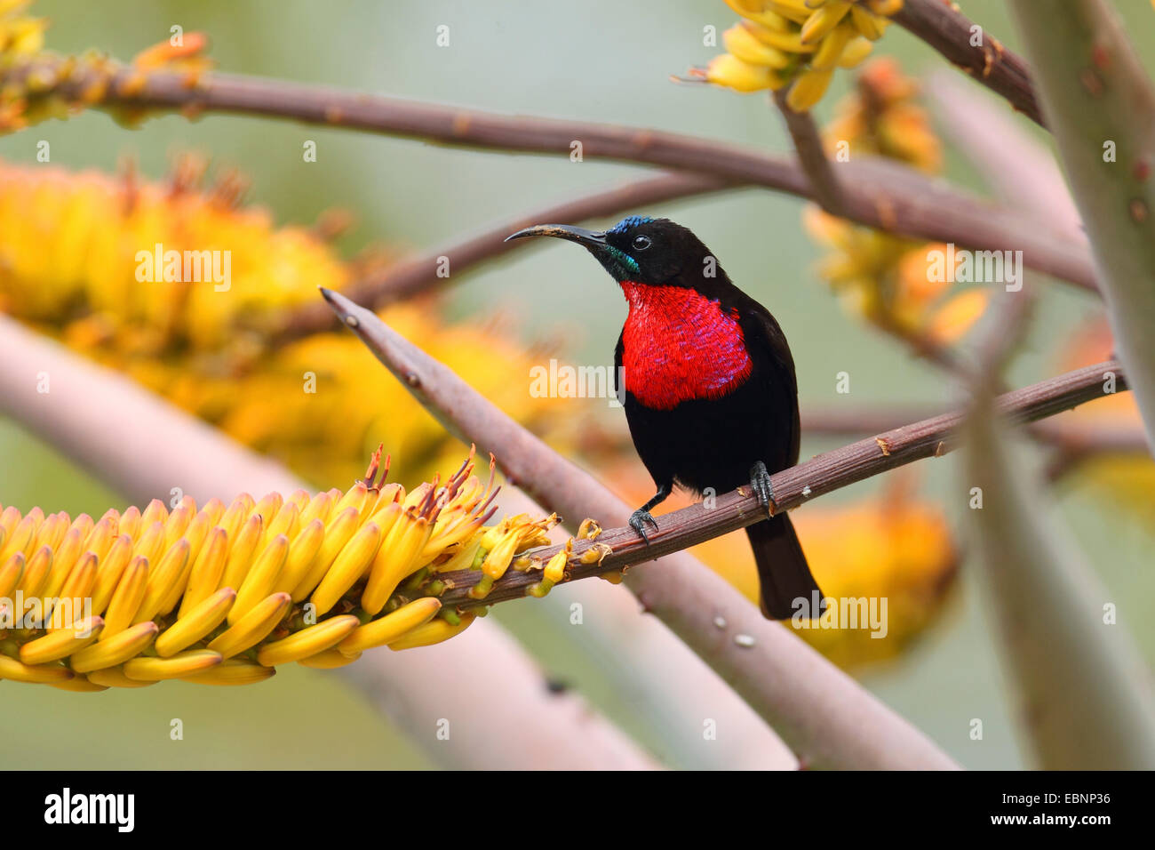 Scarlet-chested sunbird (Nectarinia senegalensis, Chalcomitra senegalensis), searches for food on an aloe, South Africa, Kruger National Park Stock Photo