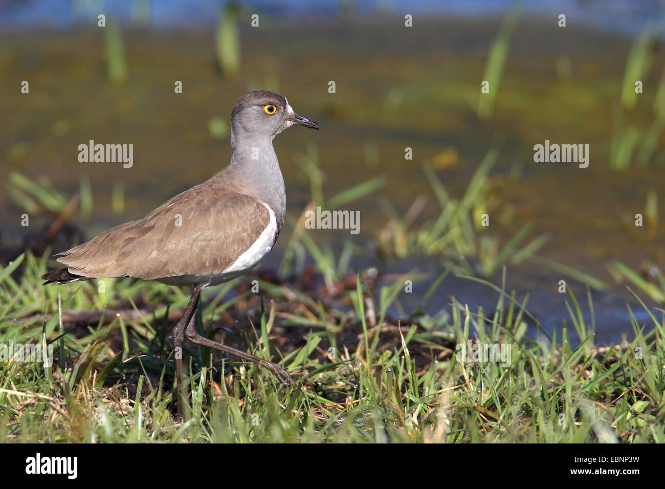 Senegal plover (Vanellus lugubris), stands in shallow water, South Africa, iSimangaliso Wetland Park Stock Photo