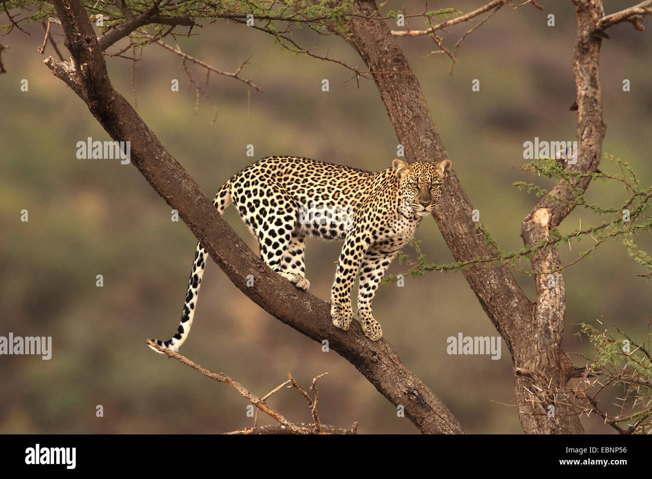 leopard (Panthera pardus), standing on a tree, Kenya, Samburu Game Reserve Stock Photo