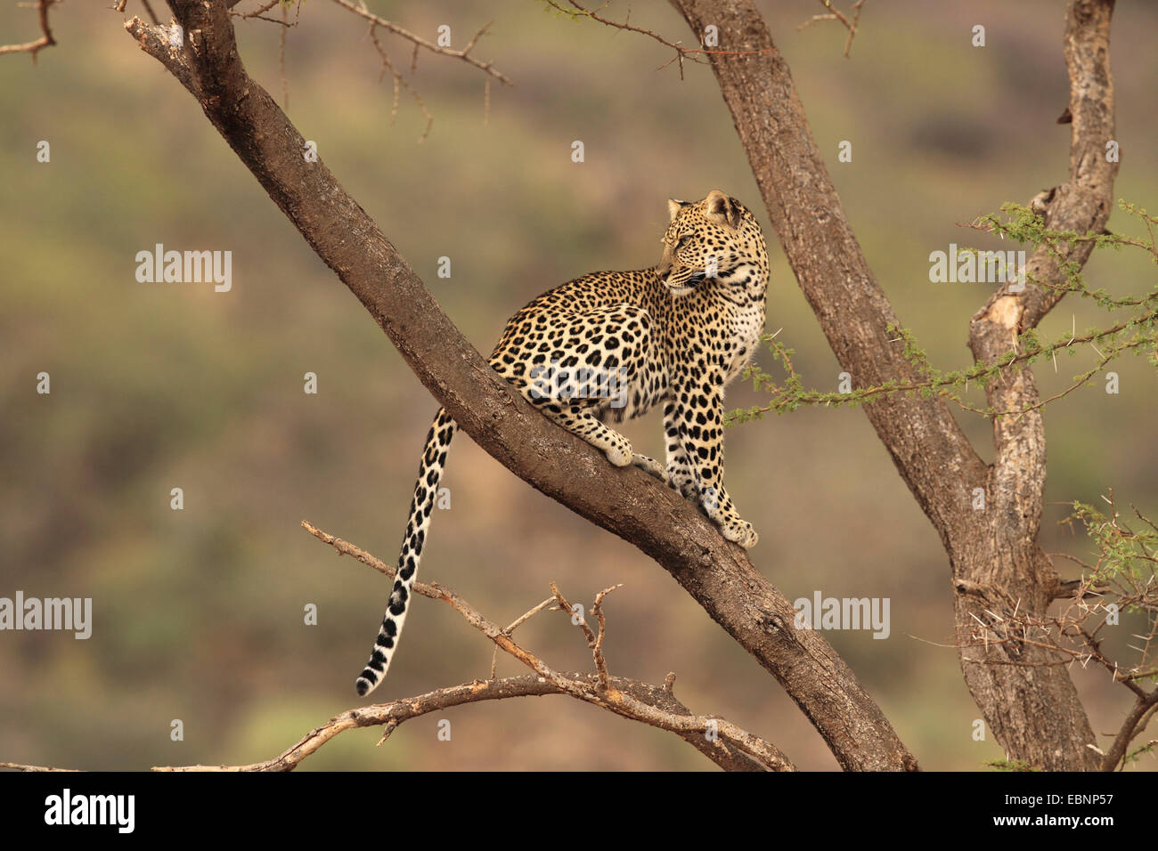 leopard (Panthera pardus), sitting in a tree and looking back, Kenya, Samburu Game Reserve Stock Photo