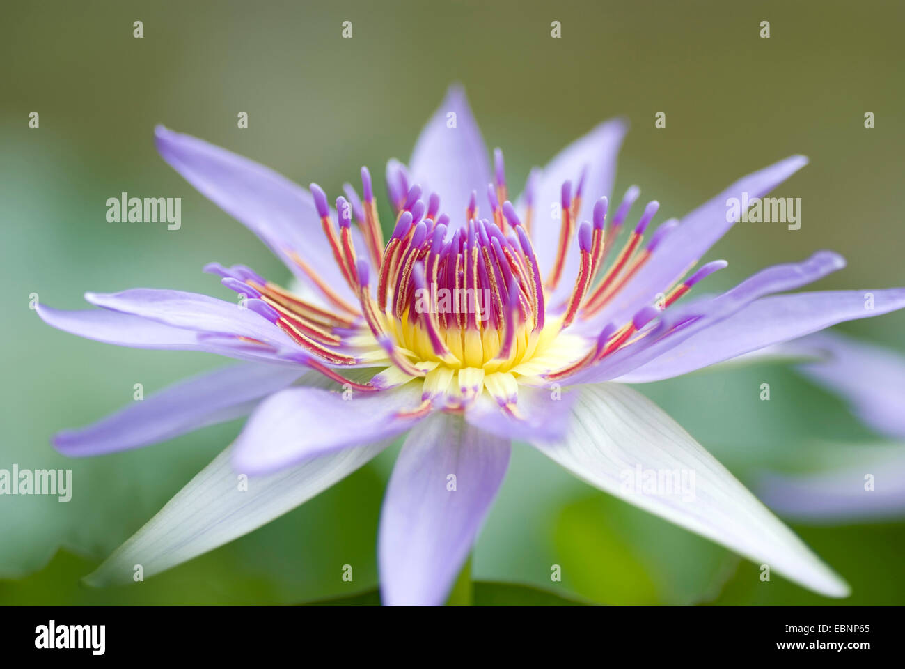 Tropical waterlily, Blue Pigmy (Nymphaea colorata), single flower Stock Photo