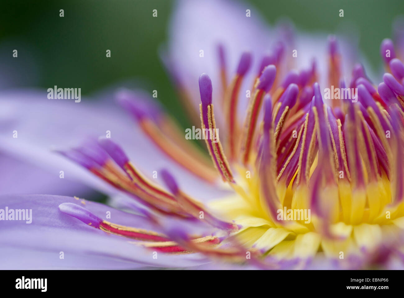 Tropical waterlily, Blue Pigmy (Nymphaea colorata), detail of a flower, stamina Stock Photo