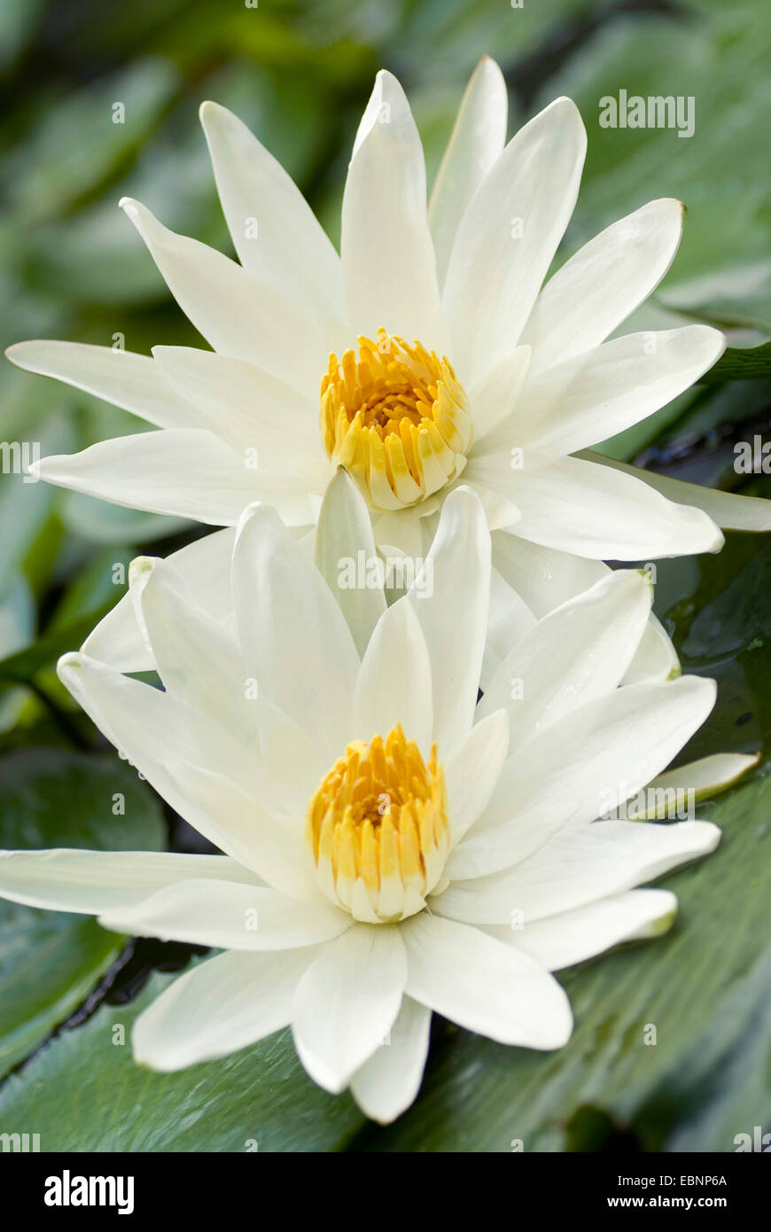 Egyptian water lily, white egyptian lotus (Nymphaea lotus), two flowers