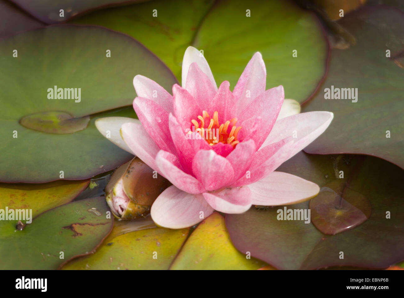 water lily, pond lily (Nymphaea spec.), single flower Stock Photo Alamy