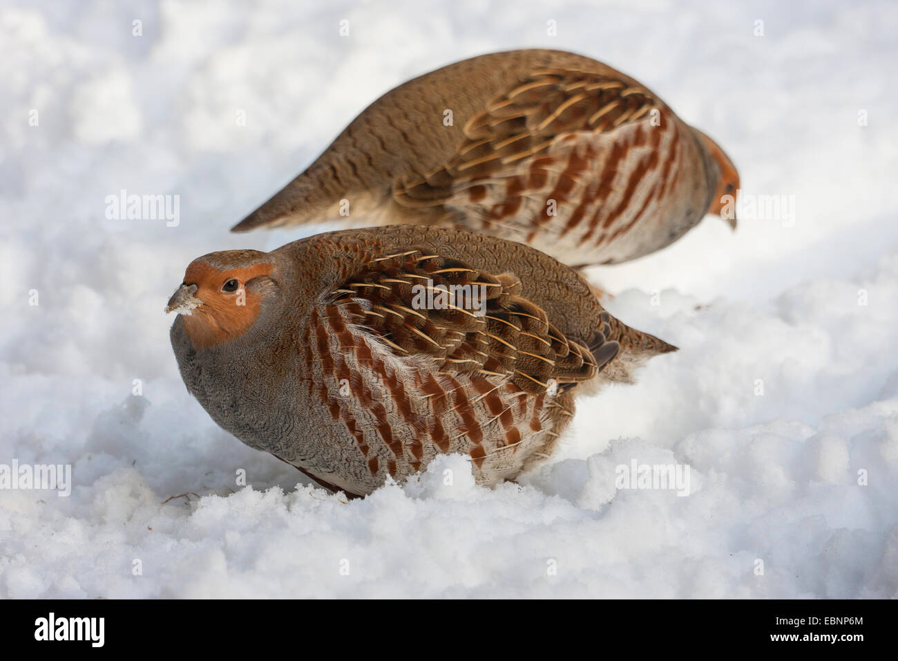 Partridges hi-res stock photography and images - Alamy