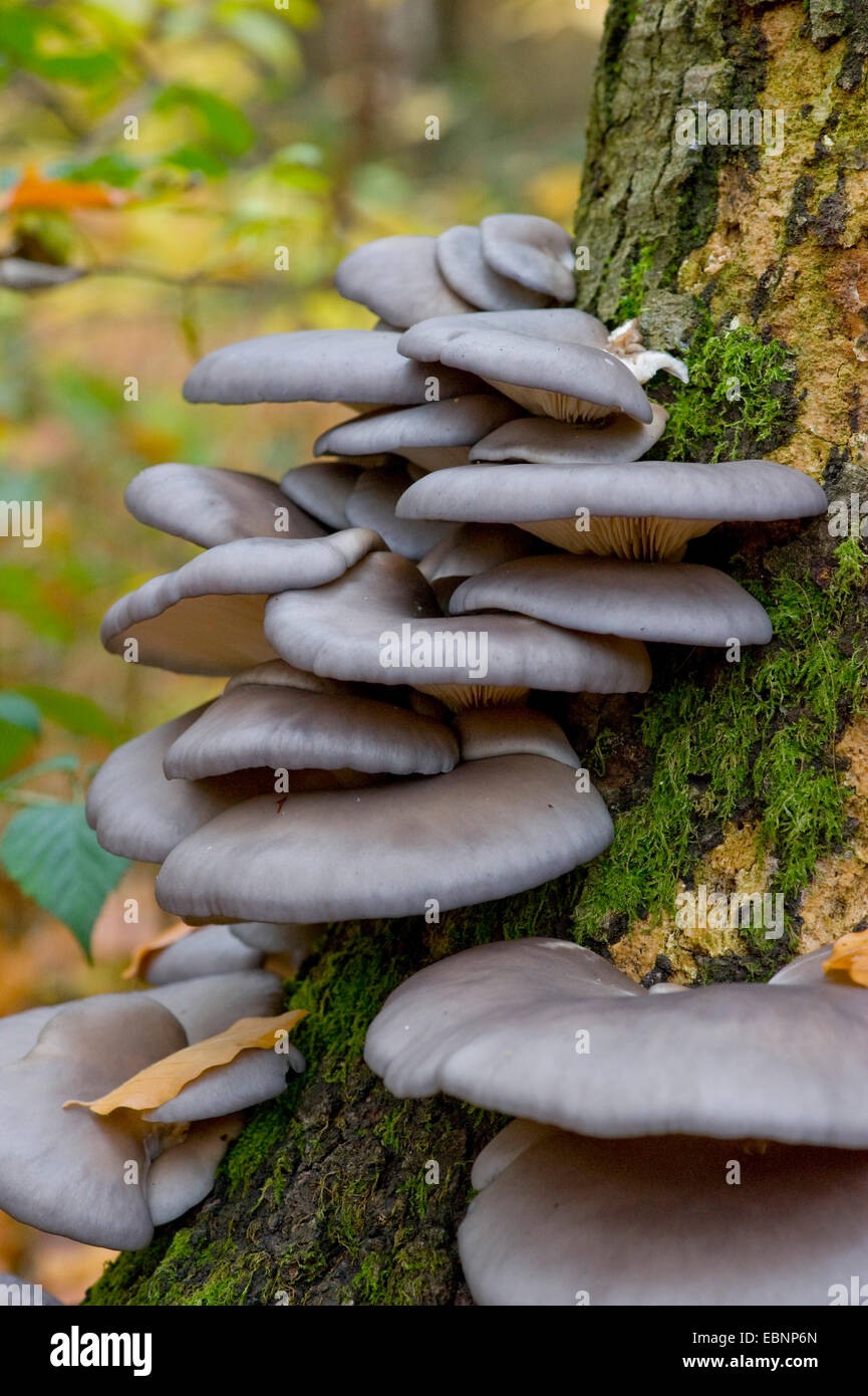 Oyster mushroom (Pleurotus ostreatus), several fruiting bodies at a tree trunk, Germany Stock Photo