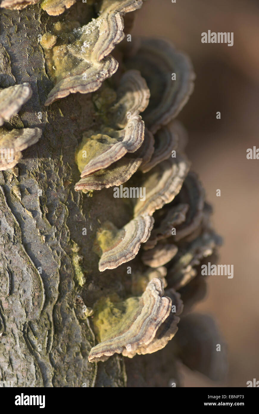 Turkey tail, Turkeytail, Many-zoned Bracket, Wood Decay (Trametes versicolor, Coriolus versicolor), several fruiting bodies at a tree trunk, Germany Stock Photo