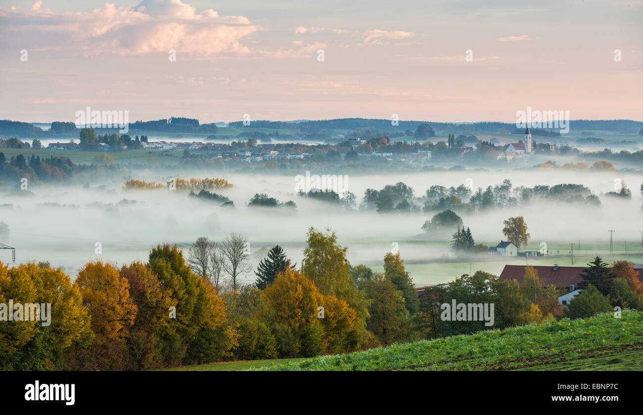 forest and meadows in early morning fog, Germany, Bavaria, Isental, Dorfen Stock Photo