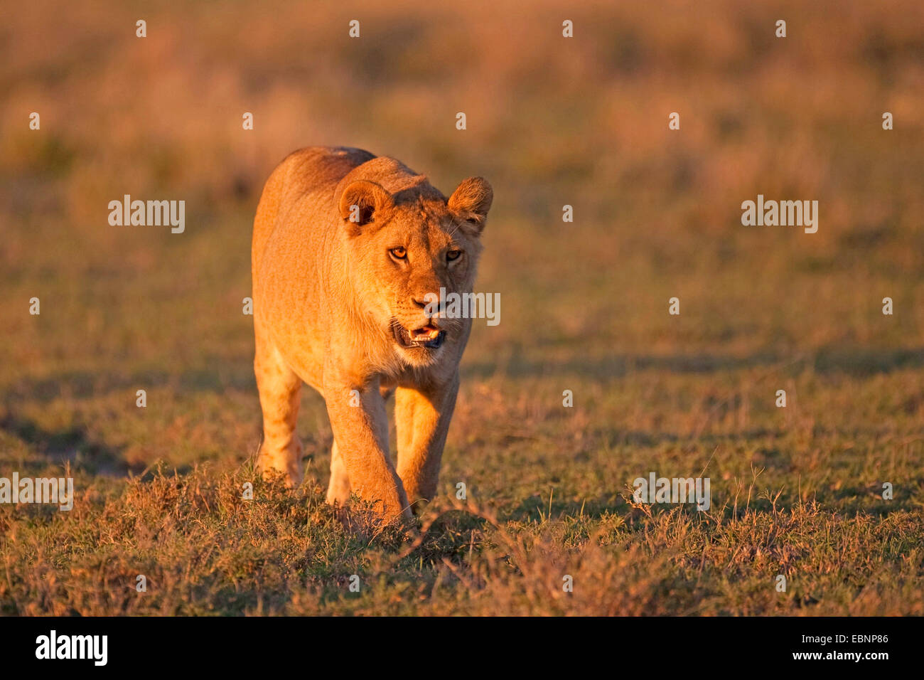 lion (Panthera leo), lioness in morning light, Tanzania, Serengeti NP Stock Photo