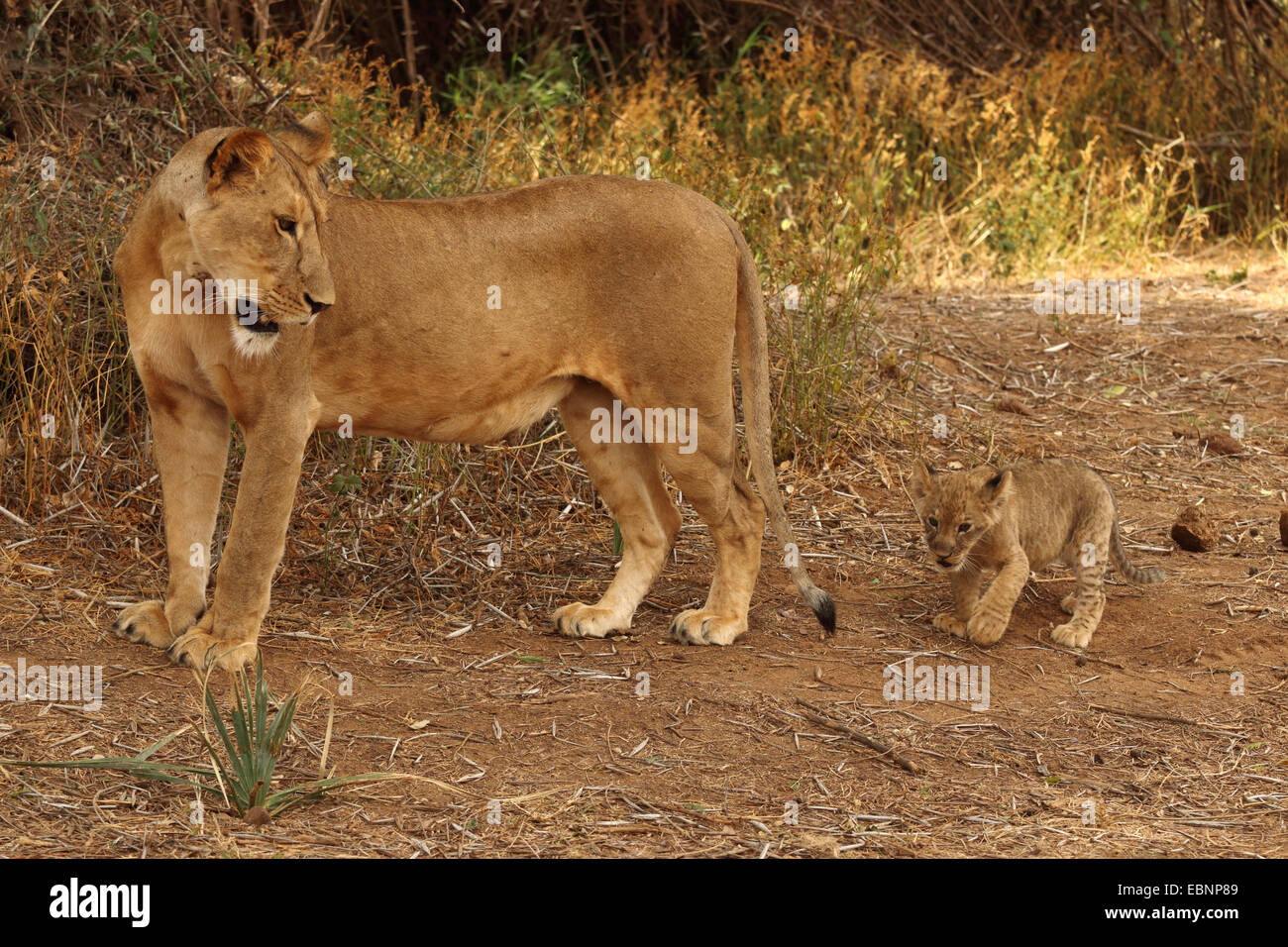 lion (Panthera leo), lioness with a lion cub, Kenya, Samburu National Reserve Stock Photo