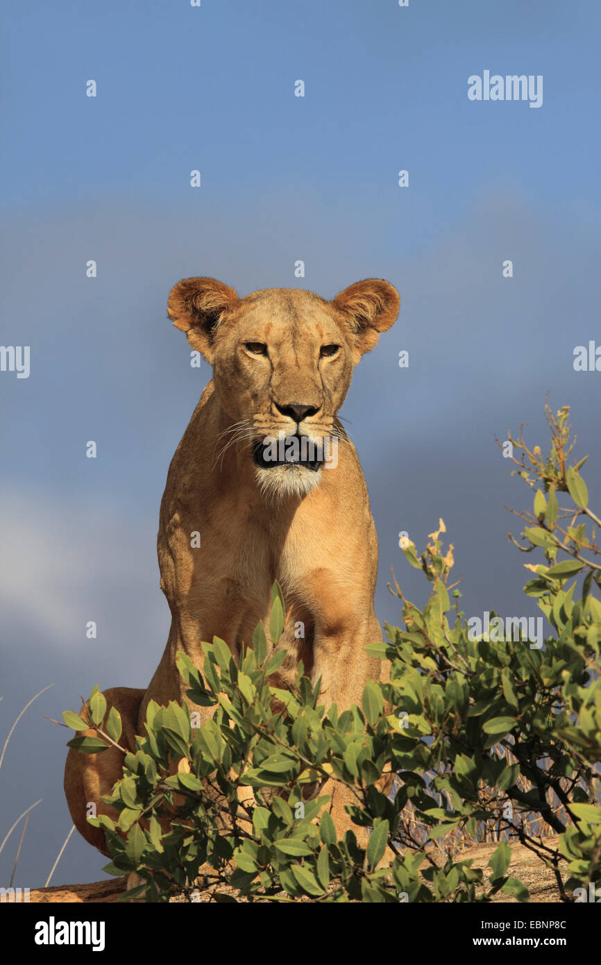 lion (Panthera leo), sitting behind a shrub, Kenya, Samburu National Reserve Stock Photo
