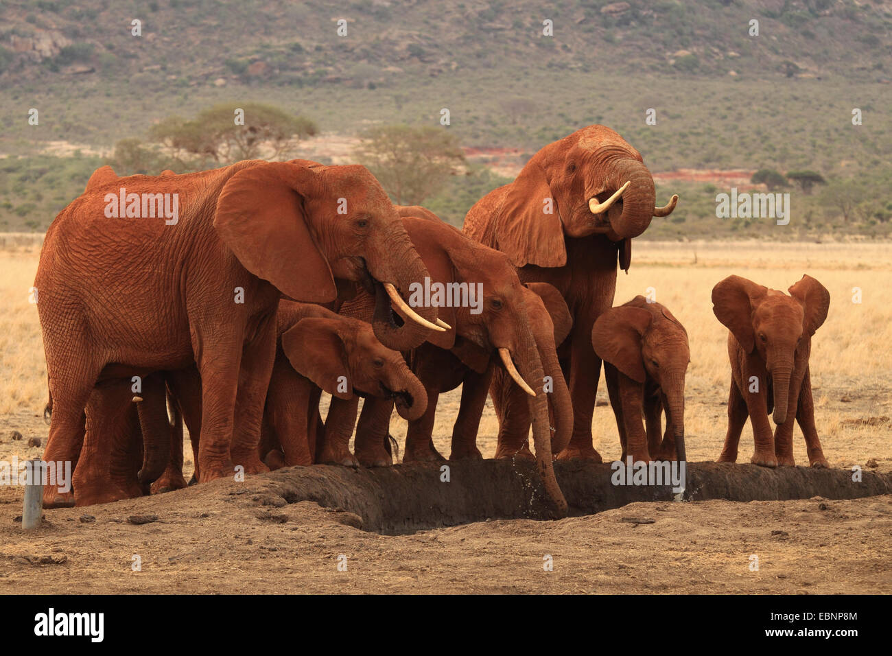 African elephant (Loxodonta africana), herd of elephants at a drinking hole, Kenya, Tsavo East National Park Stock Photo