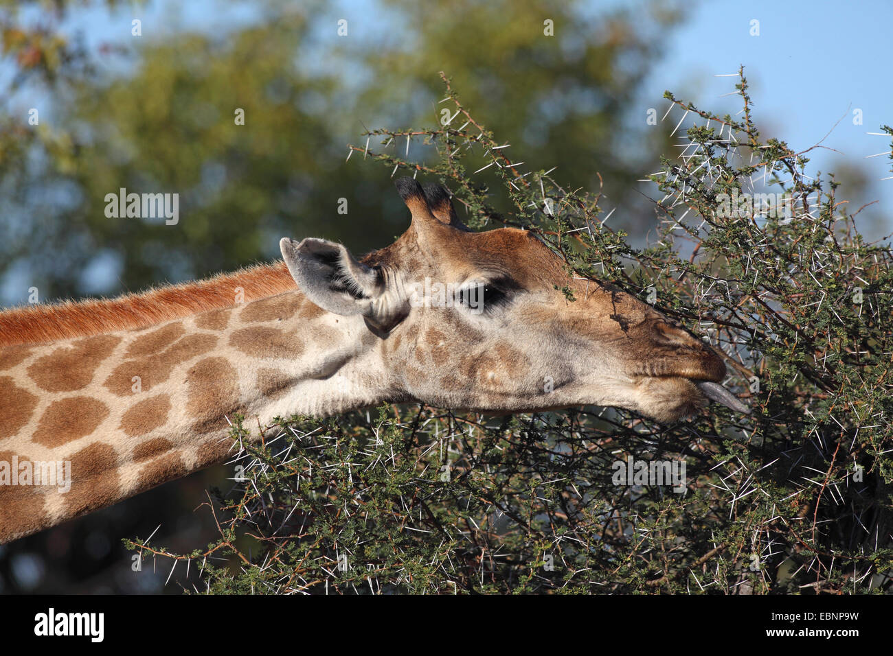 Cape giraffe (Giraffa camelopardalis giraffa), eating leaves from a thorny shrub, South Africa, Kruger National Park Stock Photo