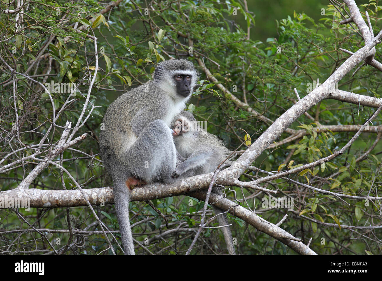 Grivet monkey, Savanna monkey, Green monkey, Vervet monkey (Cercopithecus aethiops), female with young animal sitting on a tree, little monkey suckling by the mother, South Africa, St. Lucia Wetland Park Stock Photo