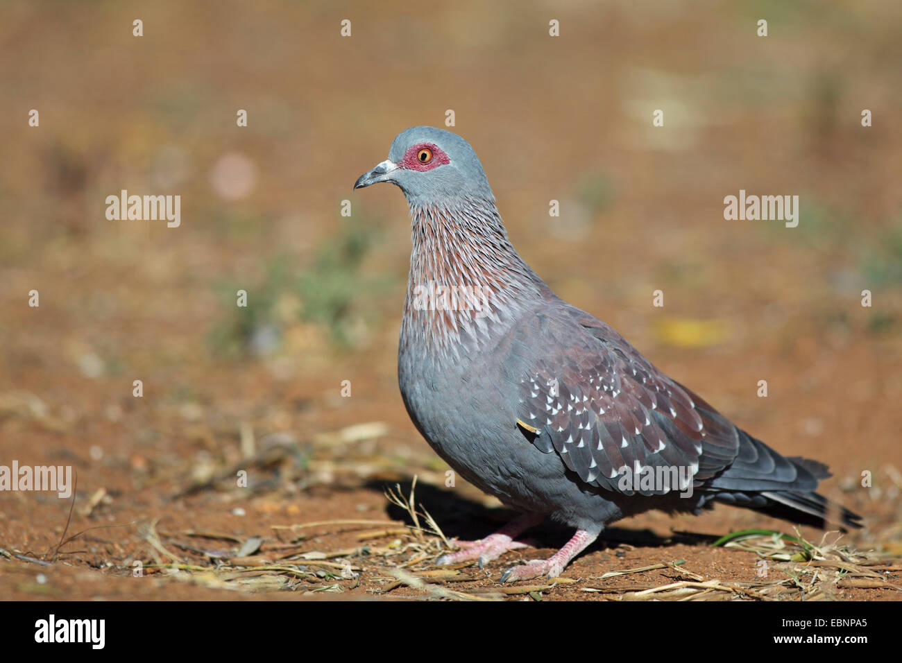 speckled pigeon (Columba guinea), standing on the ground, South Africa, Pilanesberg National Park Stock Photo