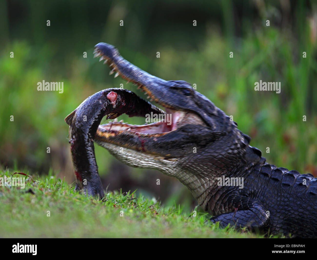 American alligator (Alligator mississippiensis), alligator eating a big fish, USA, Florida, Everglades National Park Stock Photo