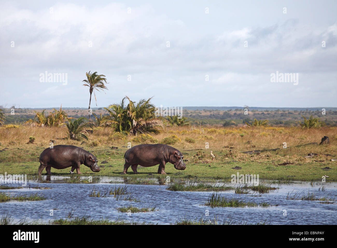 hippopotamus, hippo, Common hippopotamus (Hippopotamus amphibius), two hippos standing at the shore of a lake, South Africa, St. Lucia Stock Photo